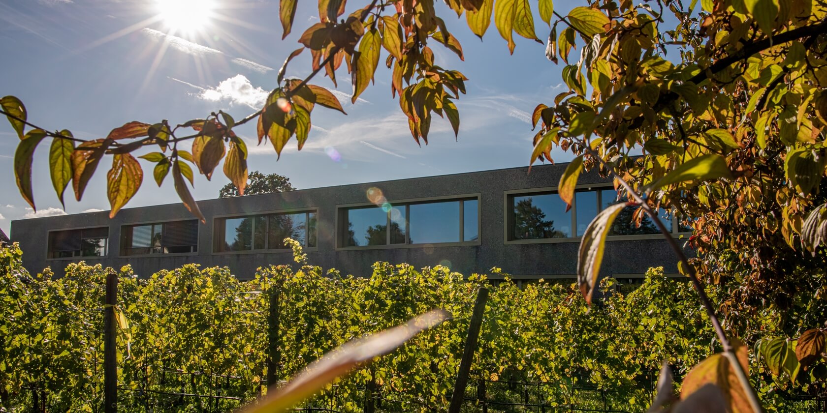 Schulgebäude und Weinreben